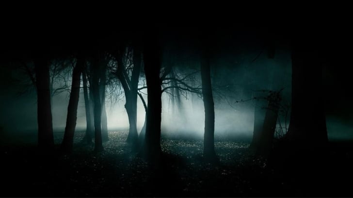 A dark forest at night with ambiances of surround sound, and a mesmerizing light shining through the trees.